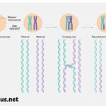 Homologous Recombination: The Cell's Master Genetic Repair Tool