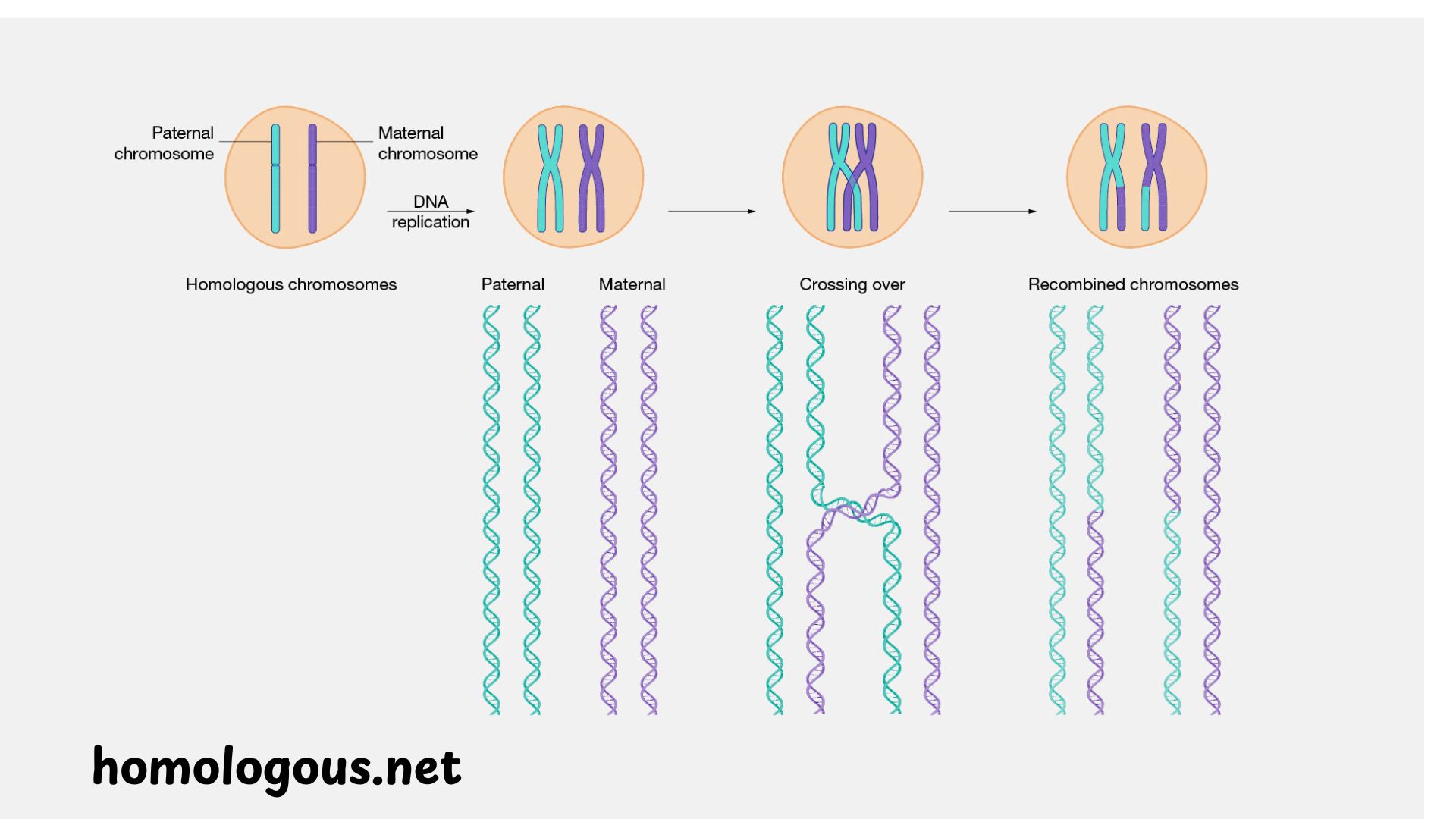 Homologous Recombination: The Cell's Master Genetic Repair Tool