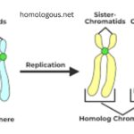 Homologous Chromosomes: Meaning, Functions, and Importance