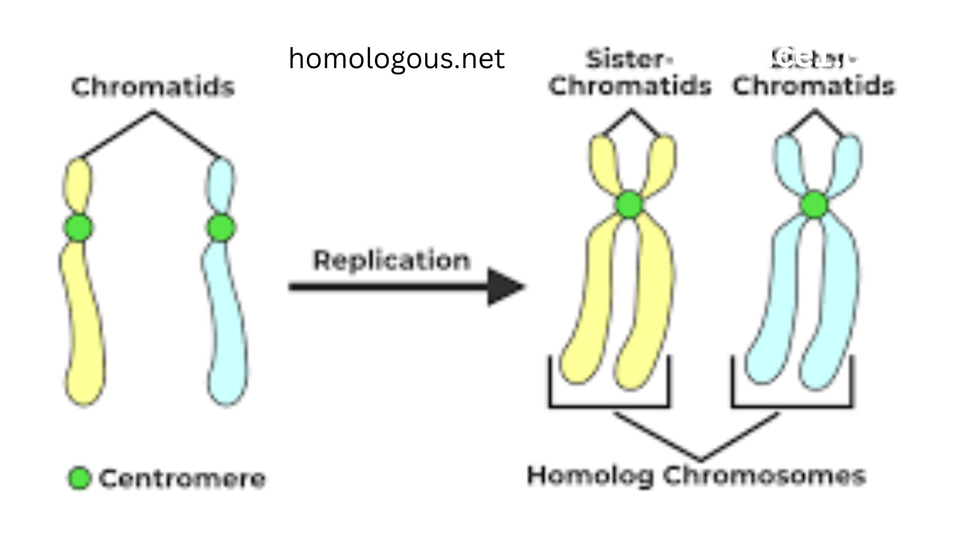 Homologous Chromosomes: Meaning, Functions, and Importance